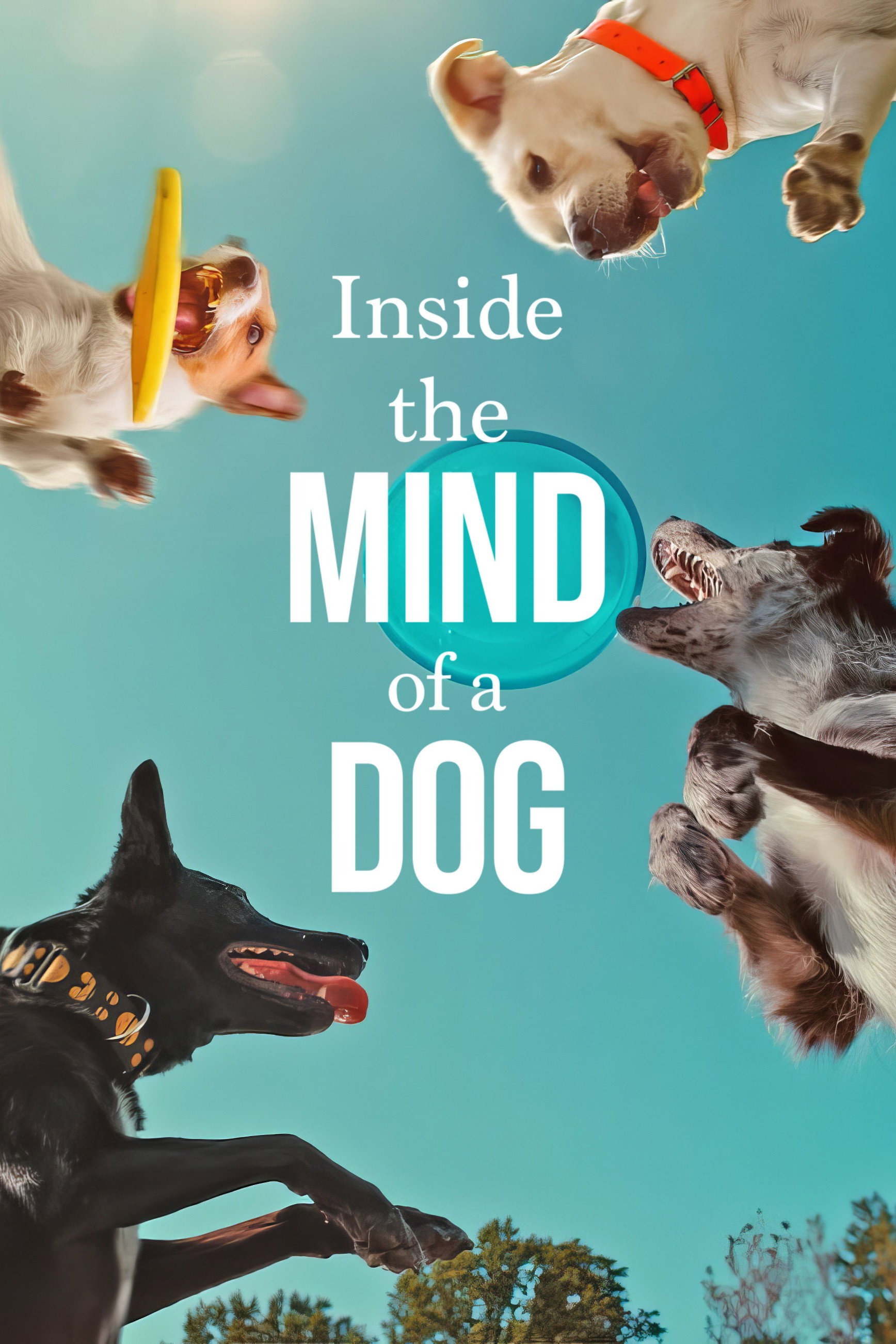 犬はなぜ犬なのか？
