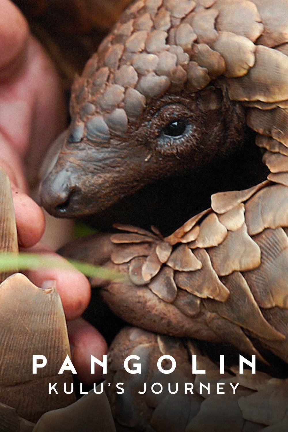 センザンコウ：クルの旅